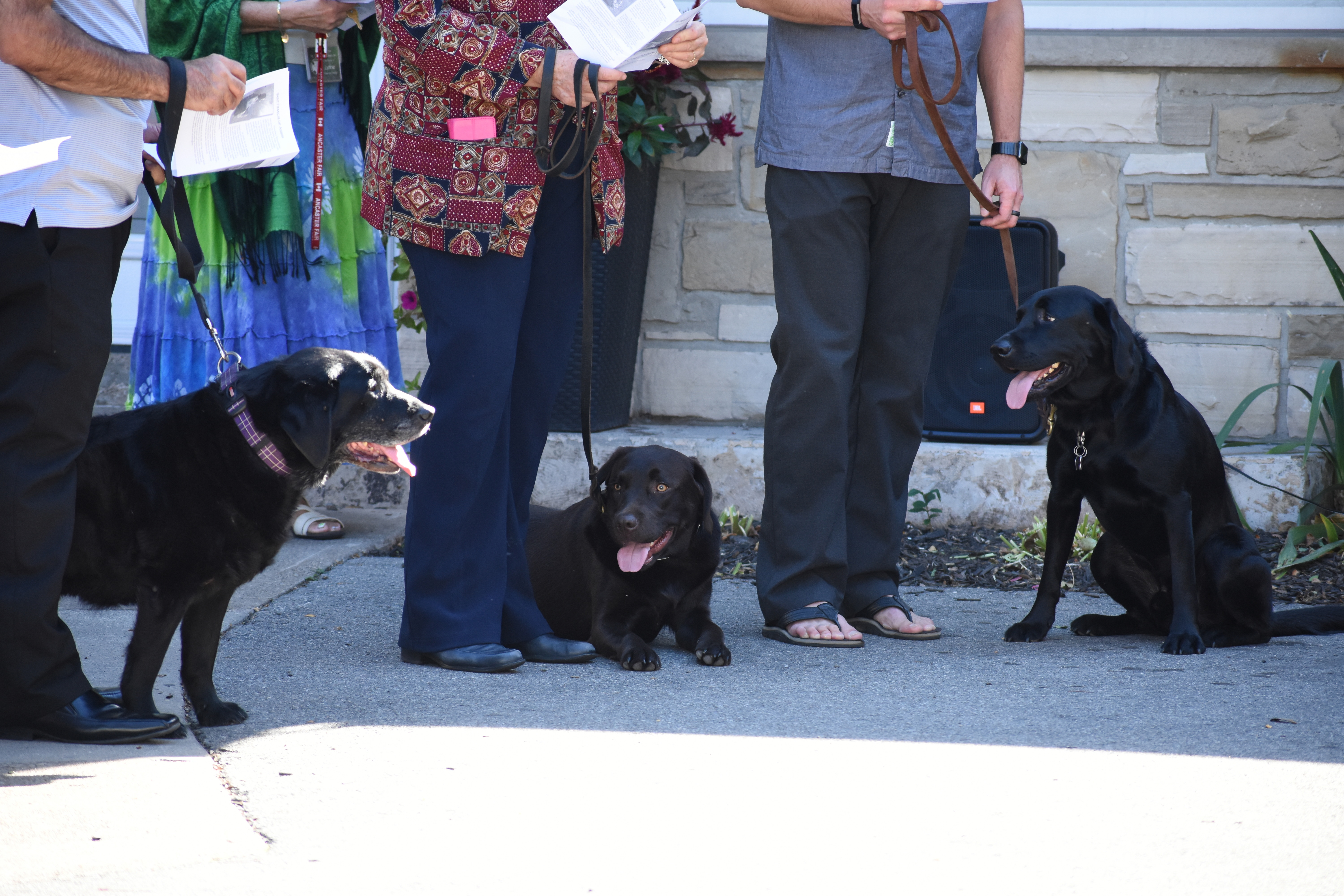 St-Patricks-Hamilton-Blessing-of-Animals-2017-8